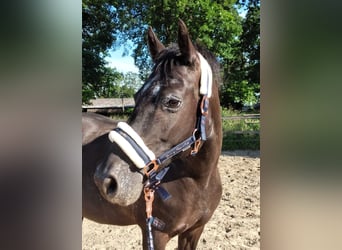 Appaloosa Croisé, Jument, 13 Ans, 148 cm, Noir