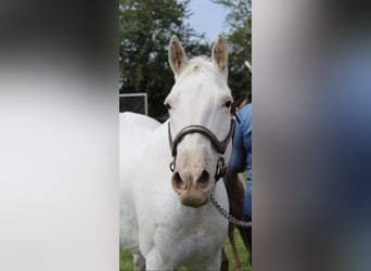 Appaloosa, Jument, 13 Ans, 151 cm, Blanc