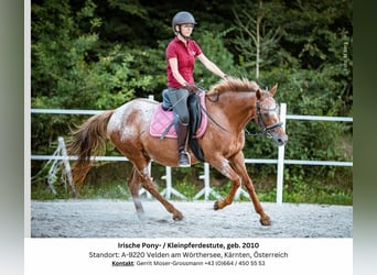 Appaloosa Croisé, Jument, 14 Ans, 142 cm