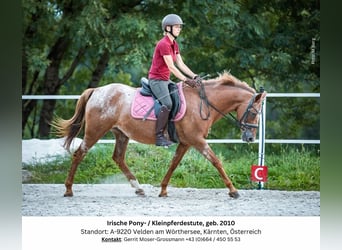 Appaloosa Croisé, Jument, 14 Ans, 142 cm