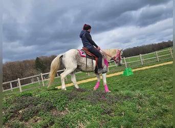 Appaloosa, Jument, 14 Ans, 148 cm, Pinto