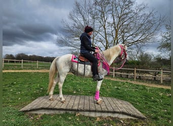 Appaloosa, Jument, 14 Ans, 148 cm, Pinto