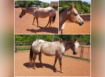 Appaloosa, Jument, 14 Ans, 150 cm, Alezan