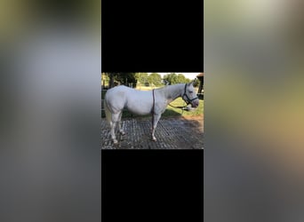 Appaloosa, Jument, 14 Ans, 151 cm, Blanc
