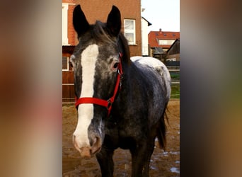 Appaloosa, Jument, 14 Ans, 154 cm