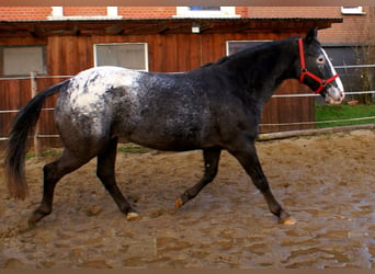 Appaloosa, Jument, 14 Ans, 154 cm