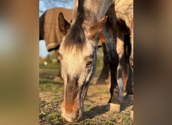 Appaloosa Croisé, Jument, 14 Ans, 158 cm, Pinto