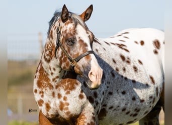 Appaloosa, Jument, 14 Ans, 160 cm, Bai cerise