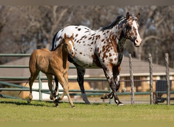 Appaloosa, Jument, 14 Ans, 160 cm, Bai cerise