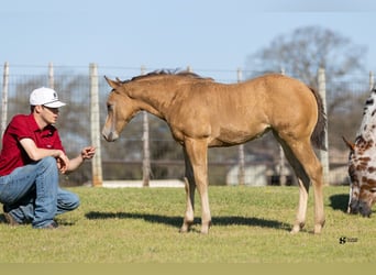 Appaloosa, Jument, 14 Ans, 160 cm, Bai cerise