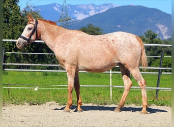 Appaloosa, Jument, 15 Ans, 147 cm, Léopard