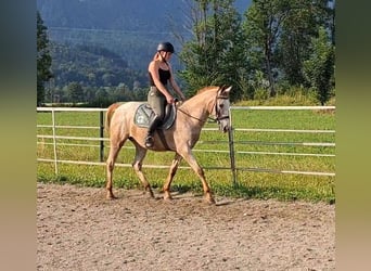 Appaloosa, Jument, 15 Ans, 147 cm, Léopard