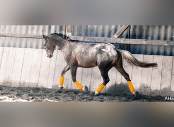 Appaloosa Croisé, Jument, 15 Ans, 149 cm, Léopard