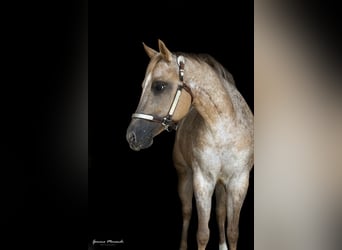 Appaloosa, Jument, 15 Ans, 153 cm