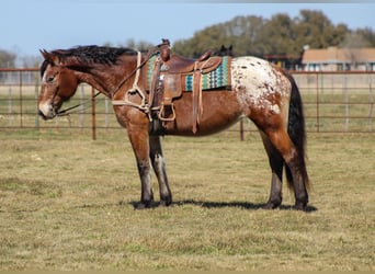 Appaloosa, Jument, 15 Ans, 165 cm, Bai cerise