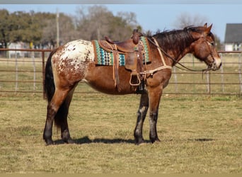 Appaloosa, Jument, 15 Ans, 165 cm, Bai cerise