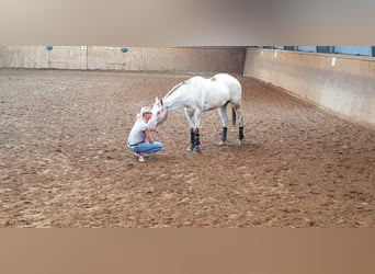 Appaloosa, Jument, 18 Ans, 159 cm, Alezan dun