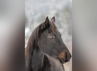 Appaloosa, Jument, 19 Ans, 157 cm, Bai brun foncé