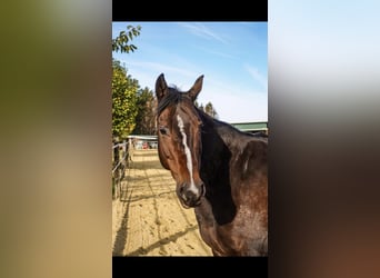 Appaloosa, Jument, 19 Ans, 160 cm, Bai brun