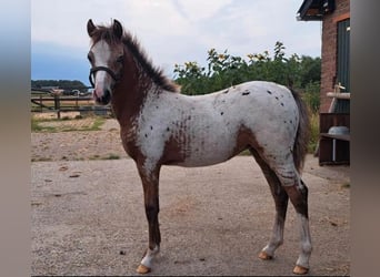 Appaloosa, Jument, 1 Année, 120 cm, Léopard