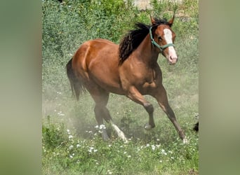 Appaloosa, Jument, 1 Année, 140 cm, Bai