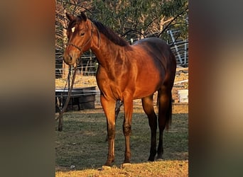 Appaloosa, Jument, 1 Année, 142 cm, Bai cerise