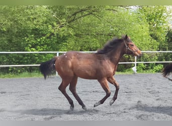 Appaloosa, Jument, 1 Année, 150 cm, Bai