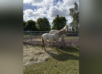 Appaloosa, Jument, 1 Année, 152 cm, Alezan