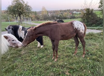 Appaloosa, Jument, 1 Année, 152 cm