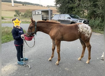 Appaloosa, Jument, 1 Année, 152 cm