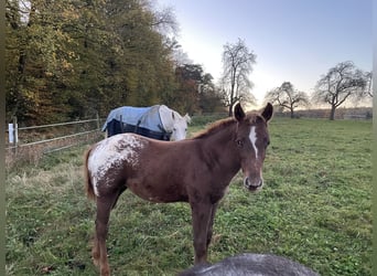 Appaloosa, Jument, 1 Année, 152 cm