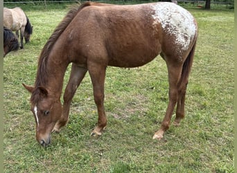 Appaloosa, Jument, 1 Année, 154 cm, Alezan