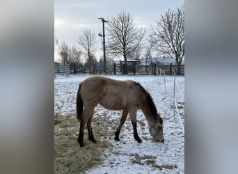 Appaloosa, Jument, 1 Année, 156 cm, Buckskin