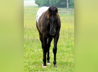 Appaloosa, Jument, 1 Année, 156 cm, Noir