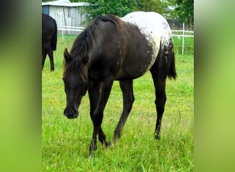 Appaloosa, Jument, 1 Année, 156 cm, Noir