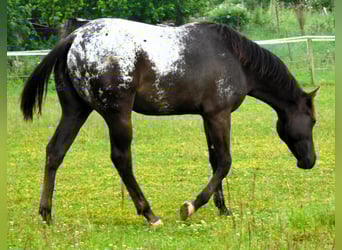 Appaloosa, Jument, 1 Année, 156 cm, Noir