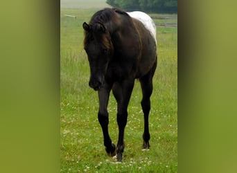 Appaloosa, Jument, 1 Année, 156 cm, Noir