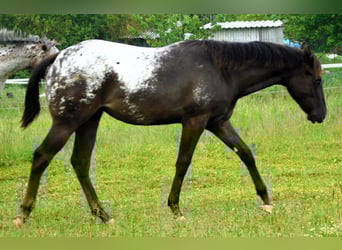 Appaloosa, Jument, 1 Année, 156 cm, Noir