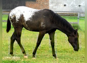 Appaloosa, Jument, 1 Année, 156 cm, Noir