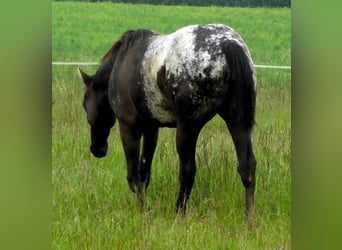 Appaloosa, Jument, 1 Année, 156 cm, Noir