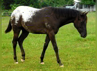 Appaloosa, Jument, 1 Année, 156 cm, Noir
