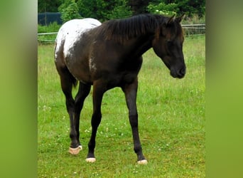 Appaloosa, Jument, 1 Année, 156 cm, Noir