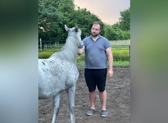 Appaloosa, Jument, 1 Année, 165 cm