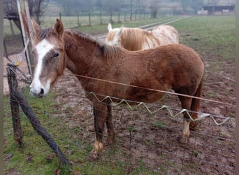 Appaloosa Croisé, Jument, 1 Année, Bai