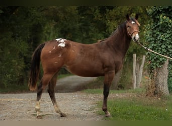 Appaloosa, Jument, 1 Année, Bai