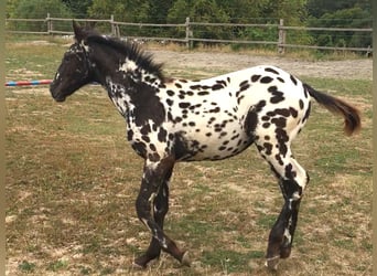 Appaloosa, Jument, 1 Année