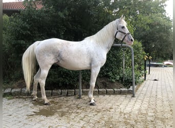 Appaloosa, Jument, 20 Ans, 156 cm, Gris