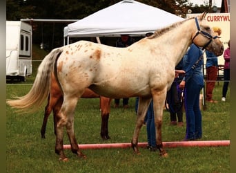 Appaloosa, Jument, 20 Ans, 163 cm, Buckskin