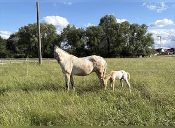 Appaloosa, Jument, 20 Ans, 163 cm, Buckskin