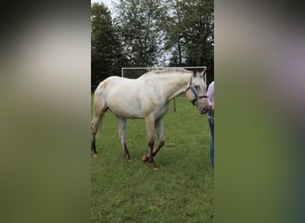 Appaloosa, Jument, 20 Ans, 163 cm, Buckskin